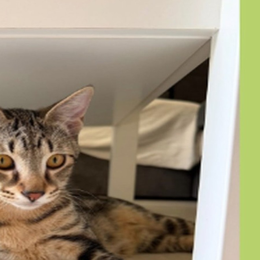 Publication Instagram marion.petsitter